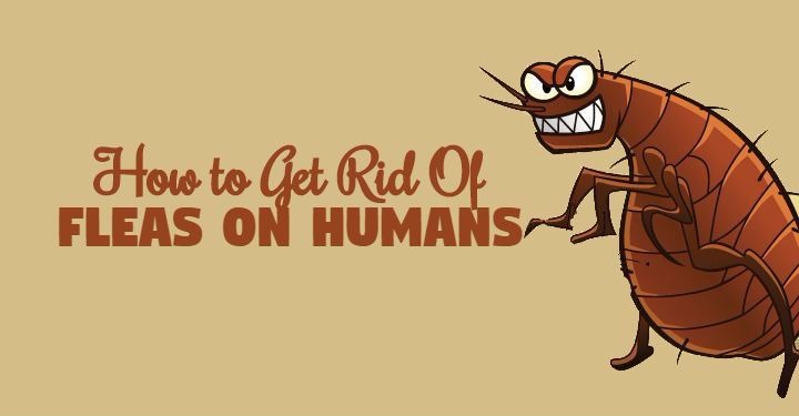 Get Rid Of Fleas