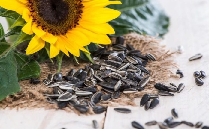 benefits of sunflower seeds