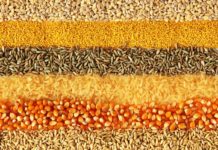 Gluten-Free Whole Grain Foods