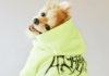 Designer Dog Clothes