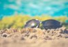 Prevention form Sunburn