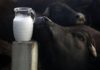 Health Benefits of buffalo milk