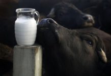 Health Benefits of buffalo milk