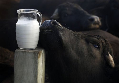 Inhibere forklædning Ride Potential Health Benefits of Buffalo Milk - Facts About Buffalo Milk