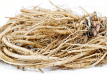 chicory roots