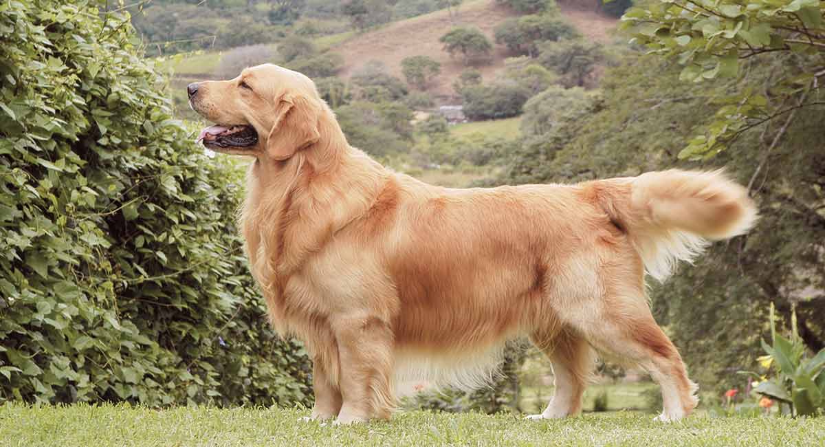 golden-retriever - A Best Fashion