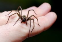 home remedies for spider bite
