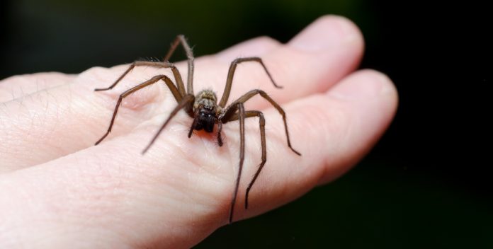 home remedies for spider bite