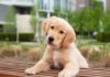 how to potty train your puppy