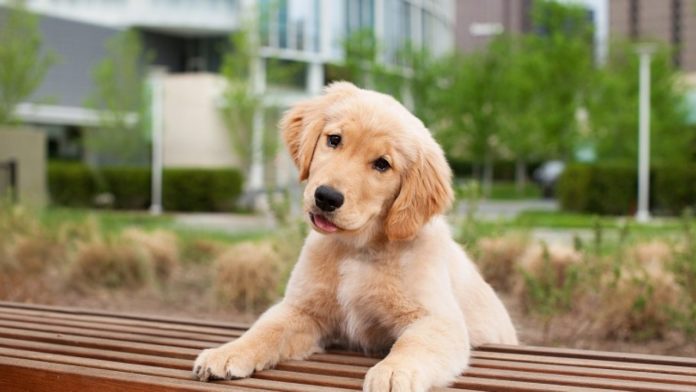 how to potty train your puppy