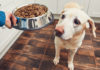 different types of dog foods