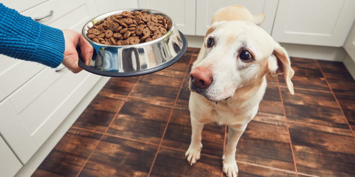 different types of dog foods