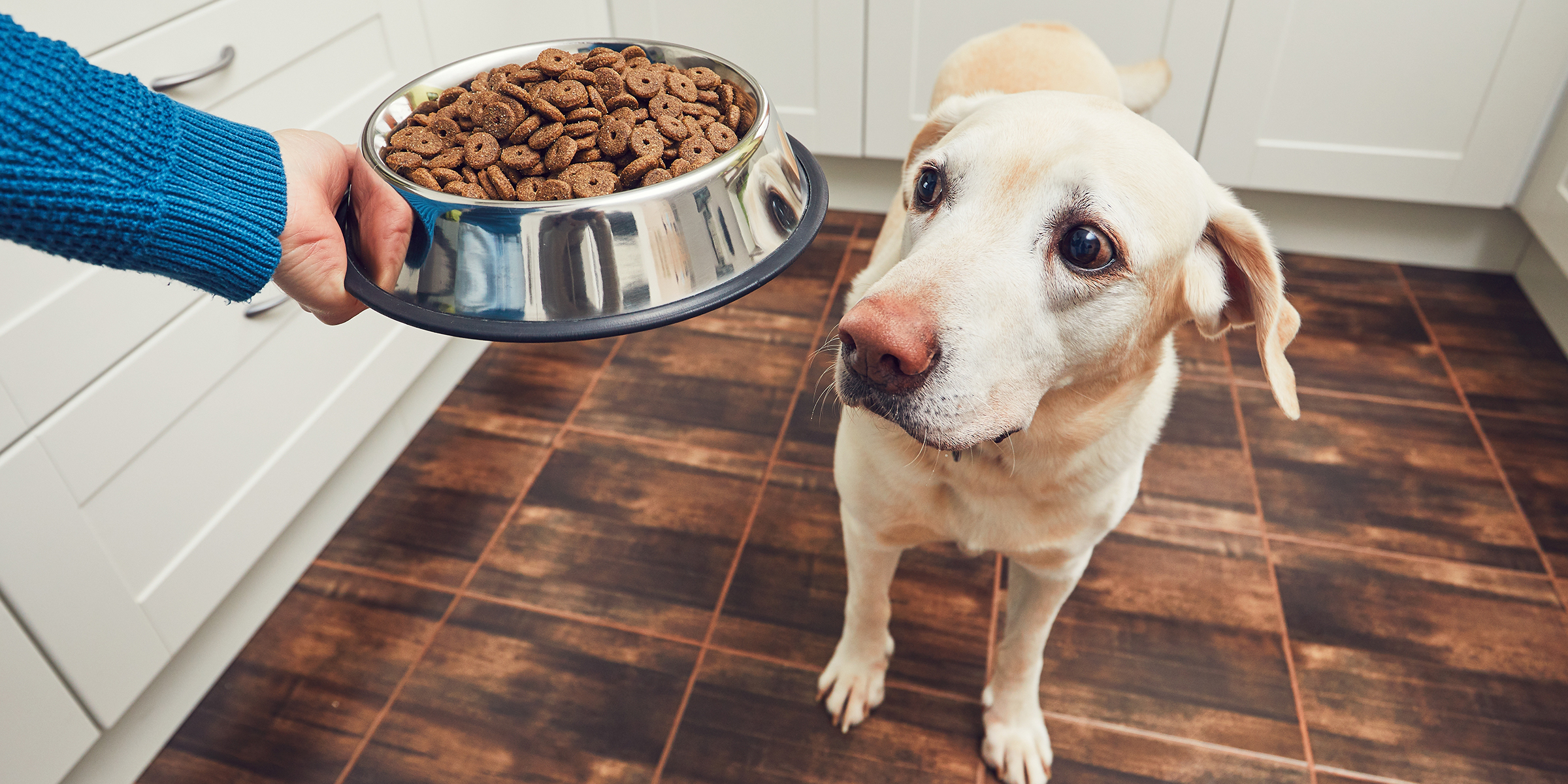 best food for your puppy