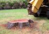How to Hire a Stump Grinding Professional