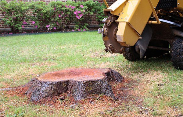 How to Hire a Stump Grinding Professional