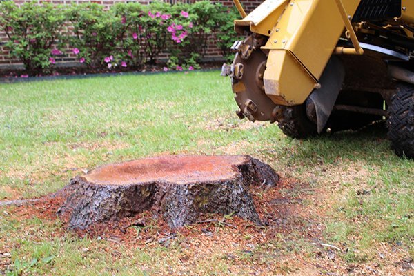 How to Hire a Stump Grinding Professional
