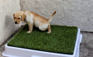 how to potty train your puppy on pads