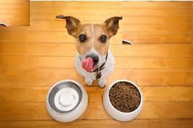 dietary supplements for dogs