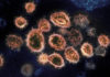 What is coronavirus?