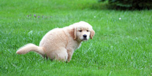 how to train your puppy to pee outside