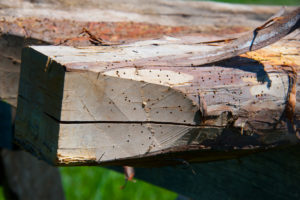 Powder post beetle