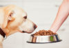 dog food supplements