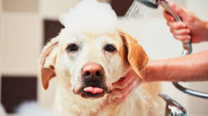 best dog grooming