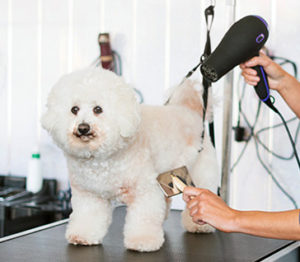 brushing your dog grooming