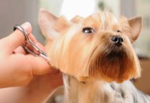 what is dog grooming