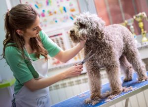 How much does dog grooming cost