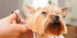 what is dog grooming