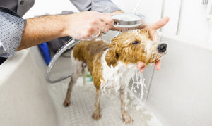 How much do you tip the dog groomer