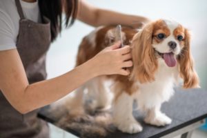 professional dog groomers