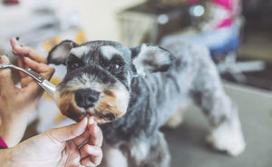 dog grooming service