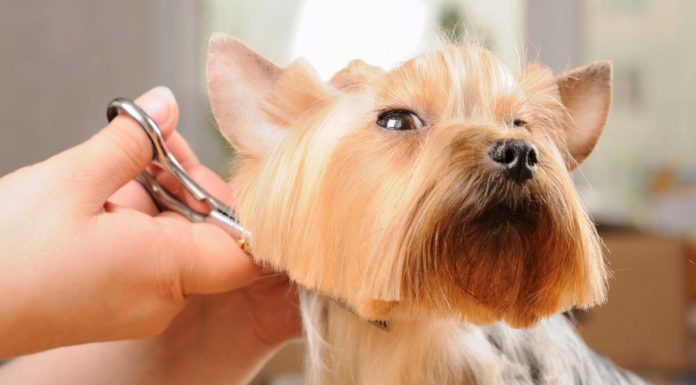 what is dog grooming