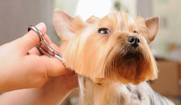 what is dog grooming