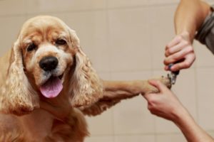 Tools and Supplies Needed to Groom a dog