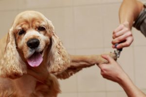Tools and Supplies Needed to Groom a dog