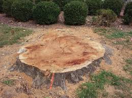How Much Do Tree Service Cost in Chicago?