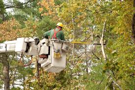 What Are The Average Prices for Tree Care in Chicago