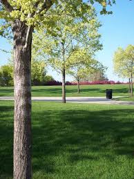 What Are Some Popular Trees in Chicago?