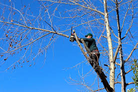 tree trimming service