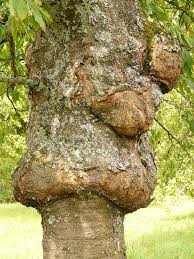 dead tree diseases