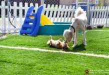 How to chose Dog Boarding Kennel