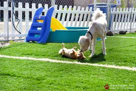 How to chose Dog Boarding Kennel