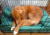 what is crate training a dog