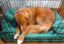 what is crate training a dog