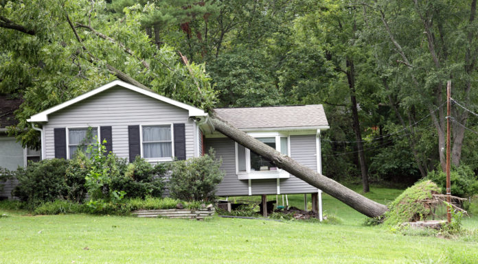 what to do if a tree falls on your house