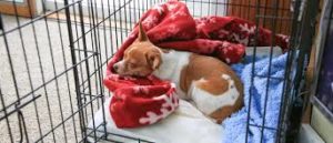  What if you adopt a pre crate-trained dog?