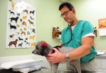 How to Hire a Veterinarian